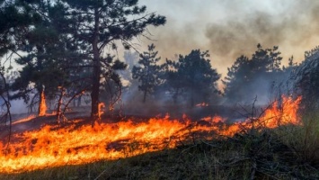 Под Станицей Луганской горит заминированный лес, ранен человек