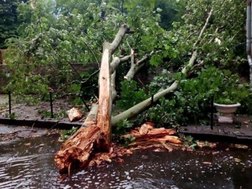Последствия непогоды в Одессе: из-за упавших деревьев пострадали люди