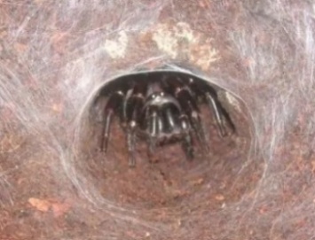 "Прокусит даже кожу": в Запорожье появился опасный паук (ФОТО)