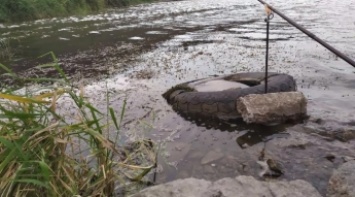 В Запорожье сточные воды дока принесли необычное животное (ФОТО)