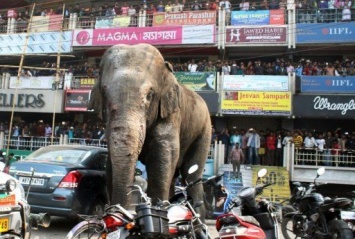 В Индии слоны разгромили парковку автомобилей (ВИДЕО)
