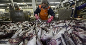 Украина резко увеличила экспорт рыбы