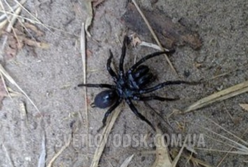 В Украину перебрался ядовитый австралийский паук (ФОТО)