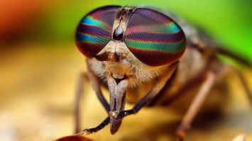 Известный фотограф из Кривого Рога запечатлил уникальное краснокнижное насекомое: фото