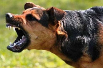 В Рубежном больная бешенством собака покусала двух жителей