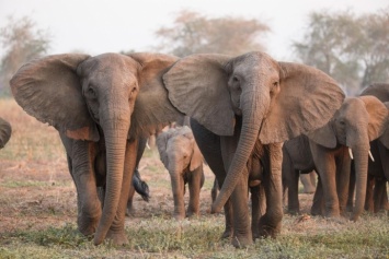 В Индии слоны растолкали "героев парковки" (видео)