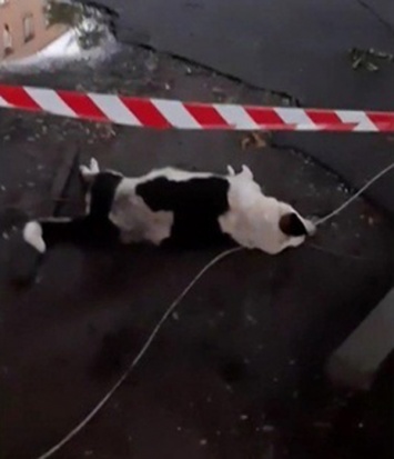 В Кривом Роге оголенный после бури провод стал причиной гибели беременной собаки