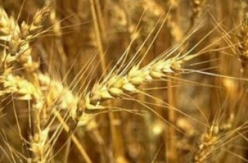 Уже 1500000 тонн зерновых намолотили на Херсонщине
