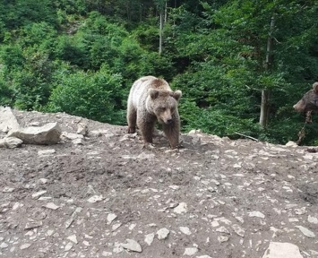 Медведицу Лялю из Днепра увезли на Синевир: как она живет (Фото)