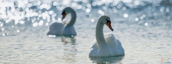 Величественные птицы: на Каховском "море" гнездятся белые лебеди