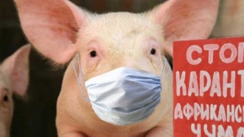 В Запорожской области обнаружили новый очаг африканской чумы свиней