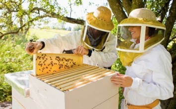 Пчеловоды Юга Украины соберутся на семинаре в рамках форума «Агропорт Юг Херсон»