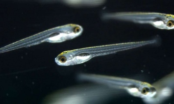 Биологи обнаружили парадоксальный сон у рыб