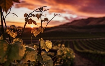 Где попробовать лучшее вино? Направления винного туризма в 2019 году