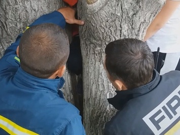 Не хочу всю жизнь тут сидеть: в Харькове 7-летняя девочка застряла между деревьями