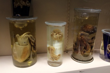 «Кунсткамера» в Биологическом музее: как делают влажные препараты и чем они ценны для науки