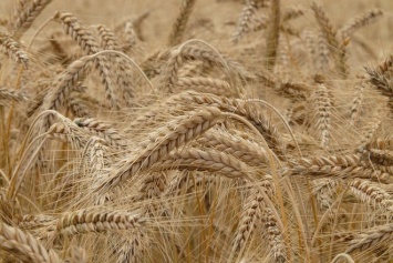 Минсельхоз США понизил прогноз по экспорту украинского урожая