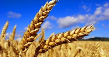 Украина усилит конкуренцию с Россией за экспорт пшеницы - Reuters