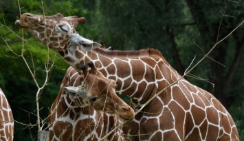 Мюнхенский зоопарк расскажет посетителям об однополой любви в животном мире