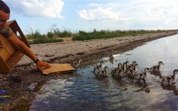 В «Тузловских лиманах» спасли птенцов пеганки