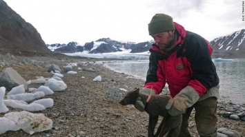 Арктическая лиса за 76 дней добралась из Норвегии в Канаду