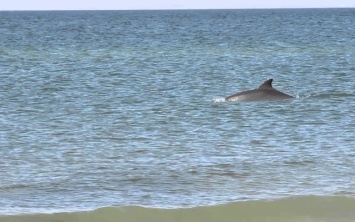 В Лазурном дельфин попал в ловушку