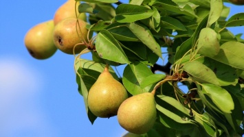 Диетологи назвали лучший фрукт для похудения летом