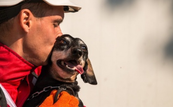 Четыре собаки украинских спасателей попали в сотню лучших в мире