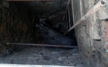 На Днепропетровщине спасатели вытащили из ямы 140-килограммового кабана