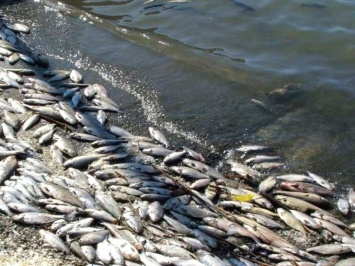 Из-за жары на водоемах Запорожской области ожидается мор рыбы