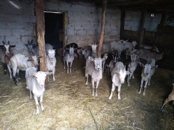 Фото не передает весь ужас: в Днепре приютили истощенных коз (Фото)