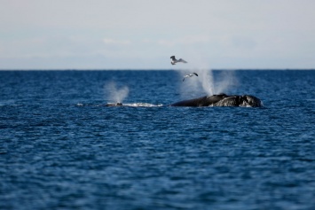 Зачем киты научились шептаться