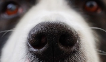 В Китае будут распознавать собак и кошек по отпечатку носа