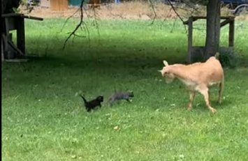 Двум маленьким котятам удалось запугать козу (ВИДЕО)