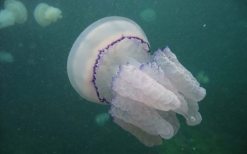 Жителям Херсонщины рассказали, как действовать если ужалила медуза