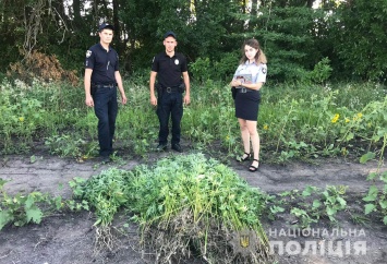 На предприятии в Днепропетровской области среди подсолнухов нашли коноплю