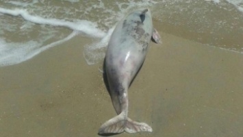 На берег Кирилловки вынесло мертвого дельфина (видео)