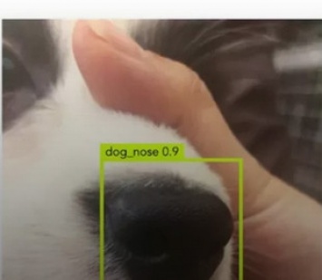 В Китае создали приложение для распознавания собак по фотографии носа