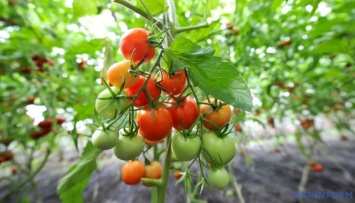 Цены на украинские помидоры установили новый рекорд