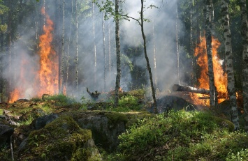 В Хорватии в лесном пожаре чуть не сгорели участники музыкального фестиваля (видео)