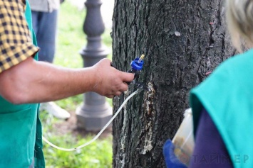 Деревьям возле Одесской мэрии сделали прививки от пожирателей