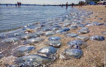 Медузы продолжают донимать отдыхающих на Херсонщине