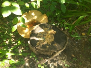 В дворе многоэтажки в Мелитополе вырос гигантский гриб (фото)