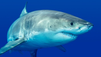 В США белая акула протянула лодку с рыбаками три километра