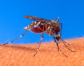 Украинцы жалуются на нашествие комаров
