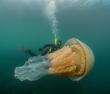 Медуза, размером с человека, попала в кадр