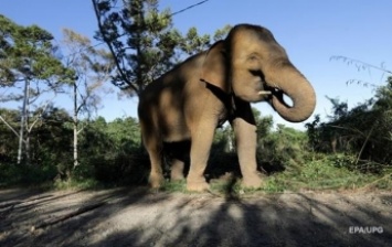 Туристы сняли преследовавшего их сердитого слона (видео)