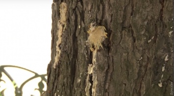 В Одессе вакциной от моли обработали сотни каштанов: на каждое дерево выделяют по 1000 гривен