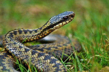 Рептилии в городе: жители Днепра все чаще встречают змей