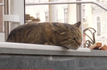 Хитрый одесский кот покорил сердца горожан: видеофакт